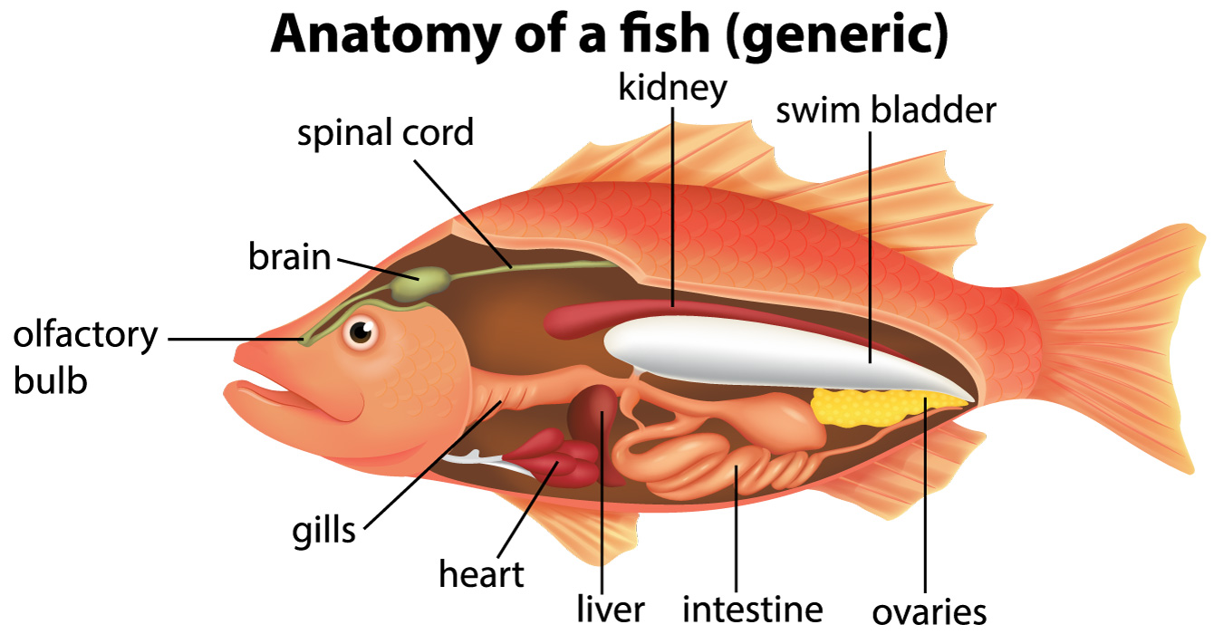 Anatomy of a fish